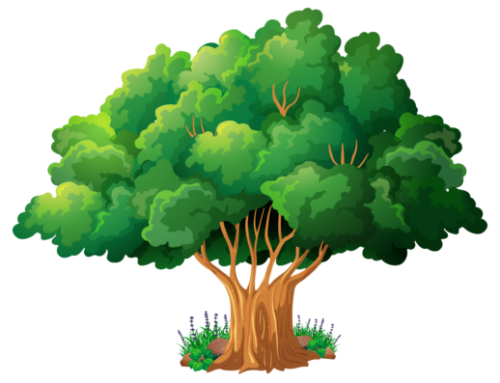Eco-école : 3ème étoile pour notre établissement !